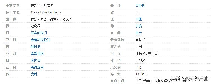 可爱的小型犬,可爱好养的小型犬