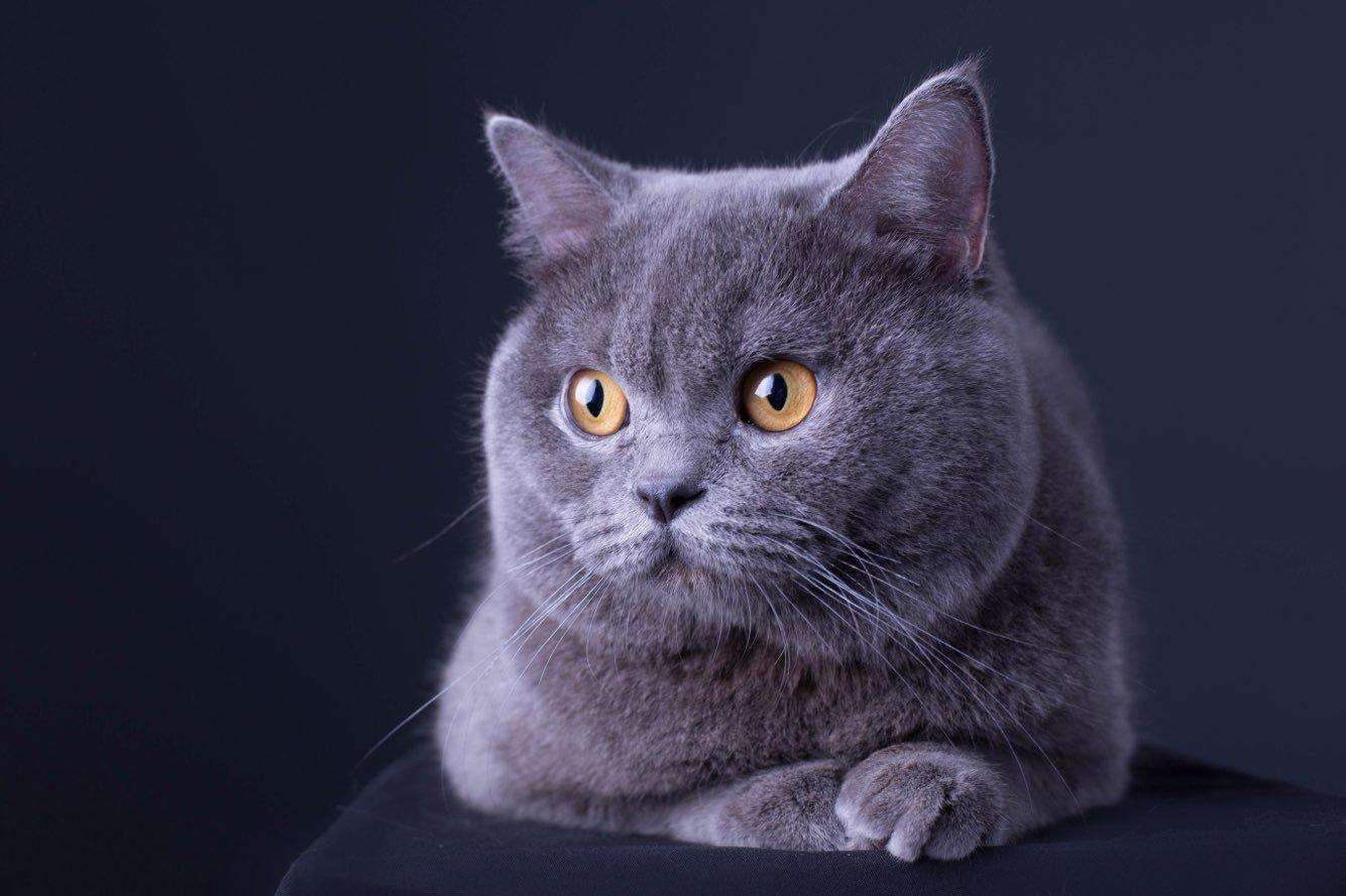 养猫咪一定要买猫砂盆吗,养猫咪需要买猫舍吗