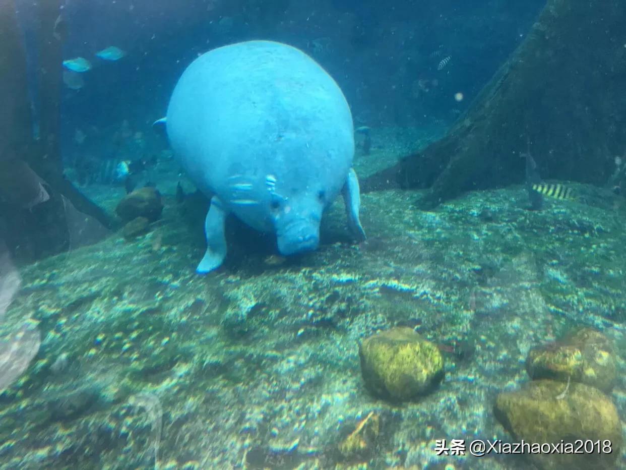 珠海长隆海洋王国一日游攻略路线,珠海长隆海洋王国一日游攻略图文