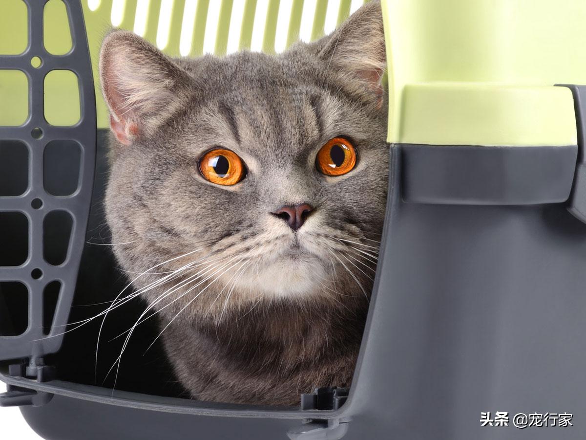 猫的眼睛里水汪汪,猫的眼睛到底长什么样