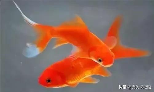 祝大家新年快乐年年有锦鲤,祝大家新年大吉年年有鱼