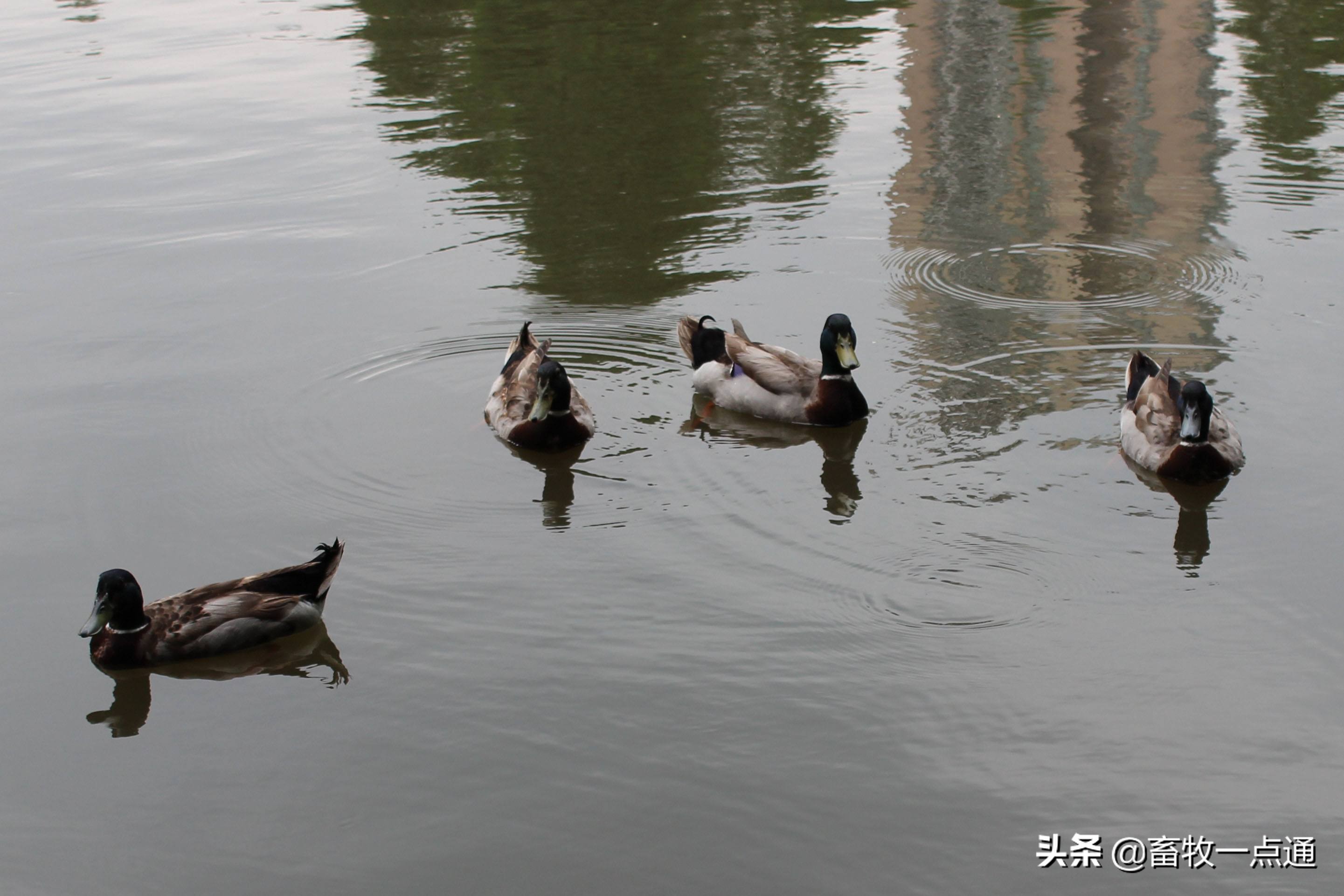 鸭子病毒病的防治,鸭子球虫最佳防治方法