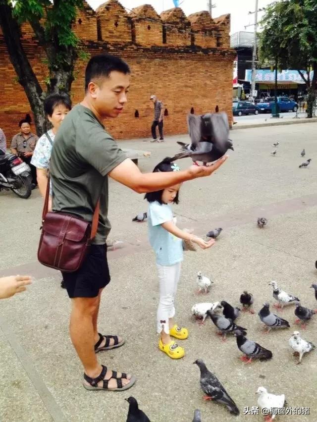 泰北玫瑰的英文,泰北玫瑰图片