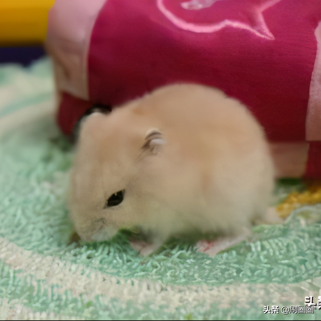 第五单元说明文作文500字五年级,五年级第五单元说明文作文范文