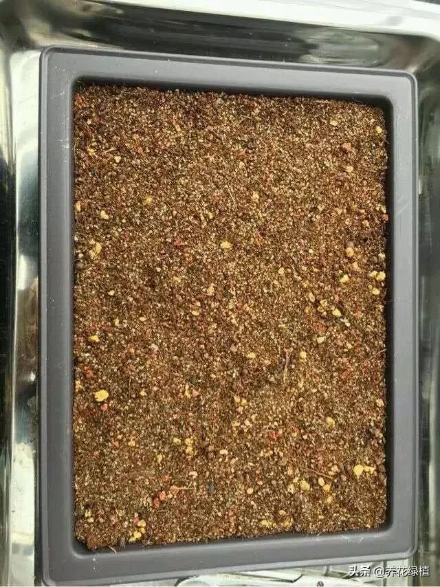 多肉植物在春天的迷人姿态,多肉植物春天31度能露养吗