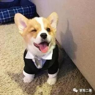 奶狗接回家怎么养,奶狗刚抱回家