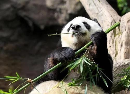 大熊猫最爱吃的竹子是什么竹子,大熊猫为什么吃竹子不伤嘴