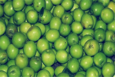 青枣开花挂果的秘诀,青枣开花落果不结果怎么办