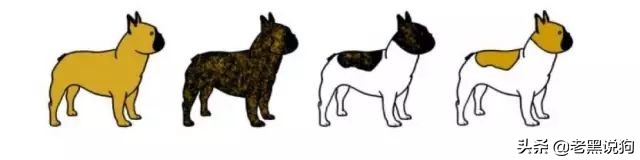 蓝法斗长大后毛色变化,国际认可纯种法斗毛色