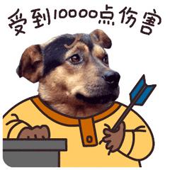 狗狗可以药物绝育吗,女狗狗该不该做绝育