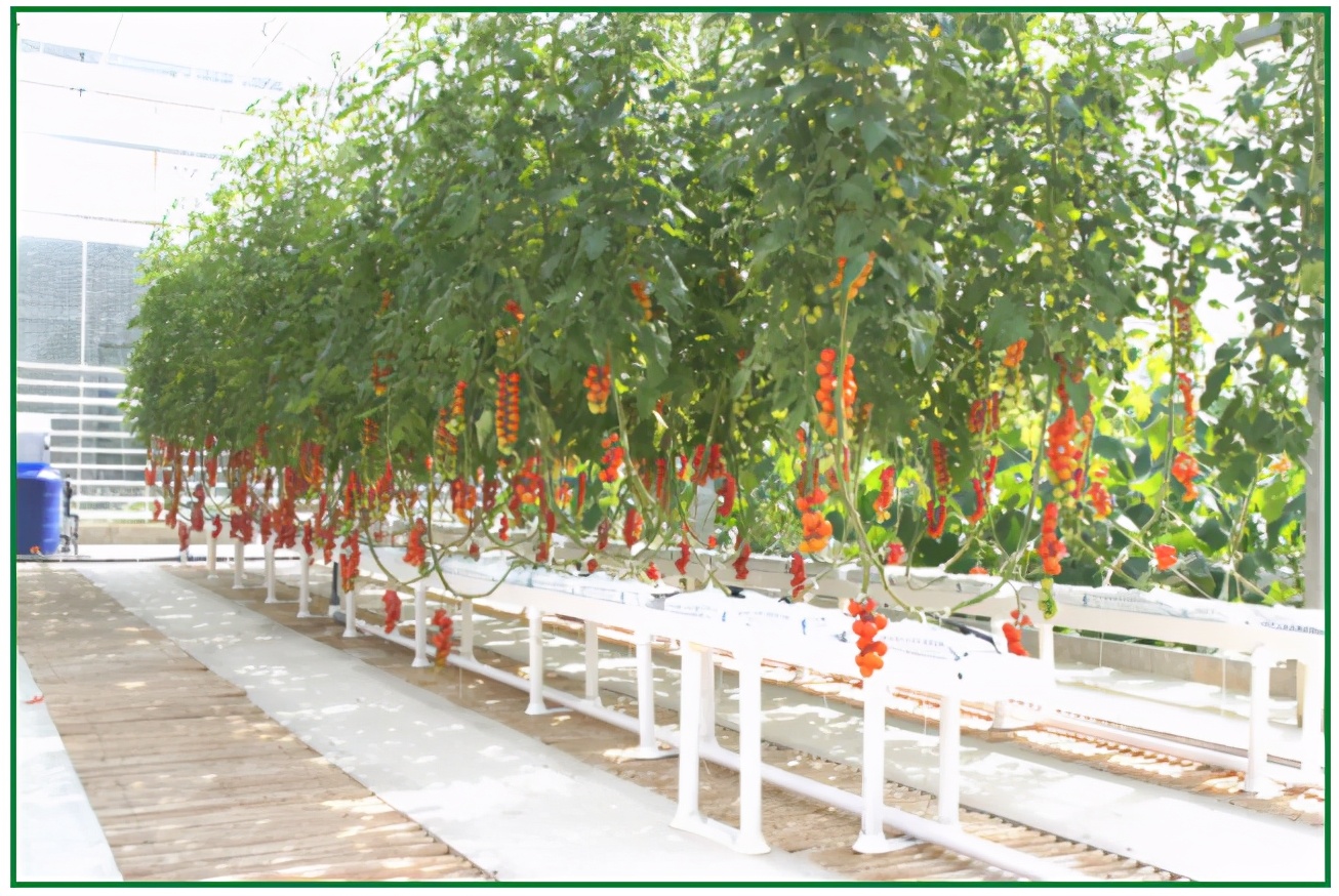 现货批发椰糠栽培基质,进口优质椰糠基质