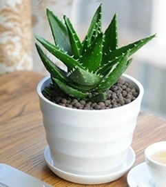 养护芦荟做到这几点，你的芦荟照样可以开出漂亮的花朵！