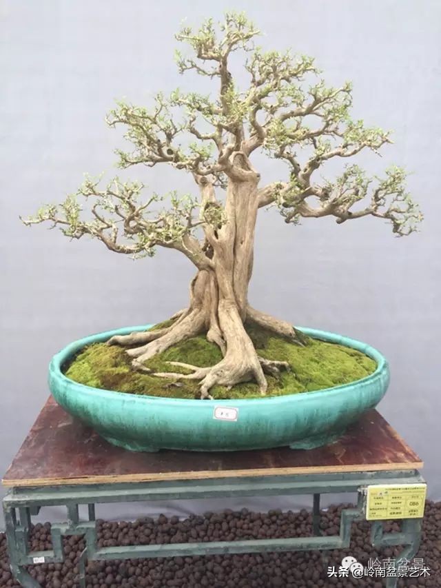 骞哥涔呬箙鐢滅敎铚滆湝,骞哥涔呬箙