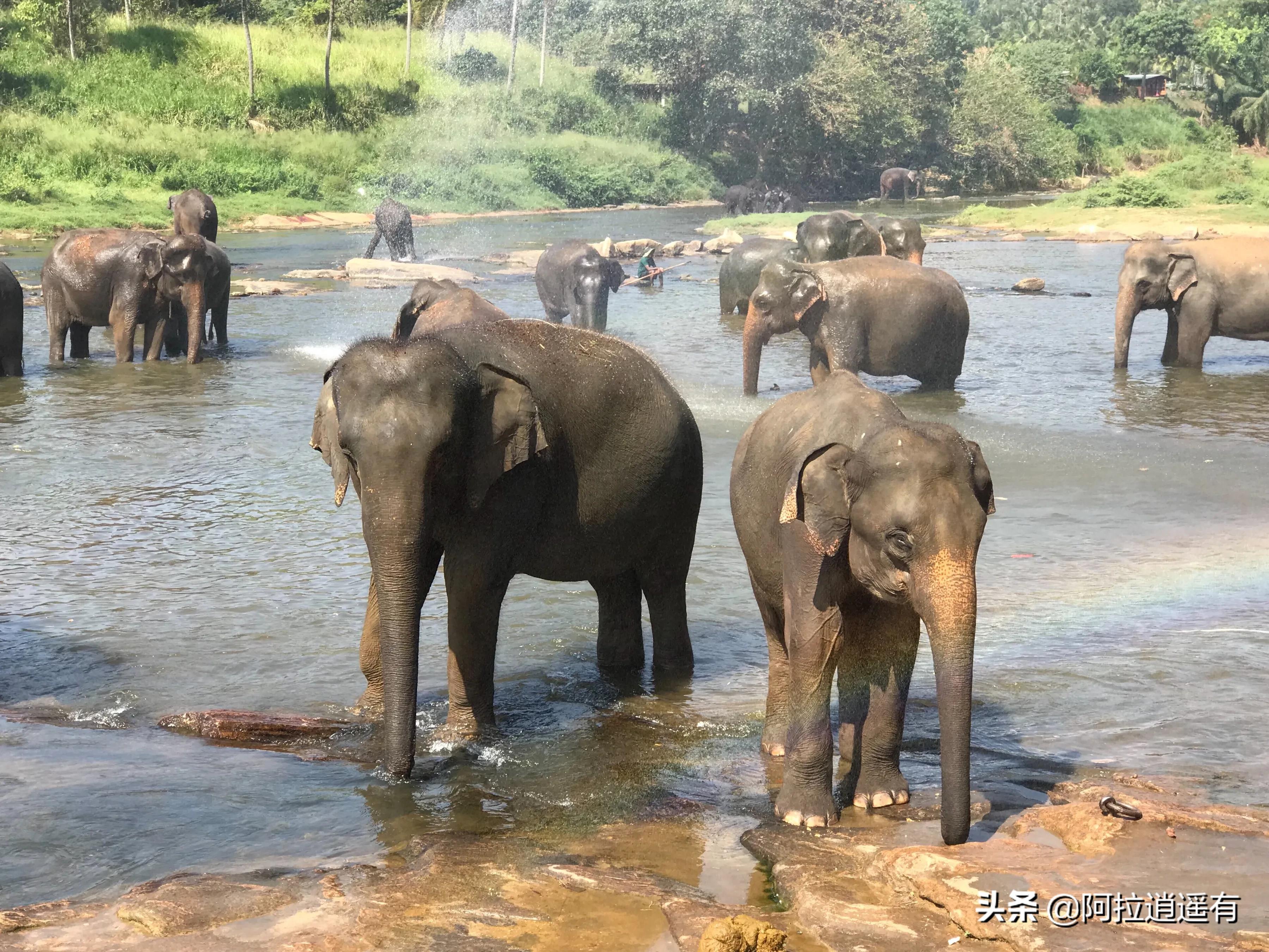 斯里兰卡大象粪便做纸,斯里兰卡大象粪便纸