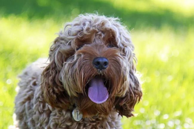 12岁的贵宾犬应该吃什么样的狗粮,贵宾犬什么也不吃只吃狗粮