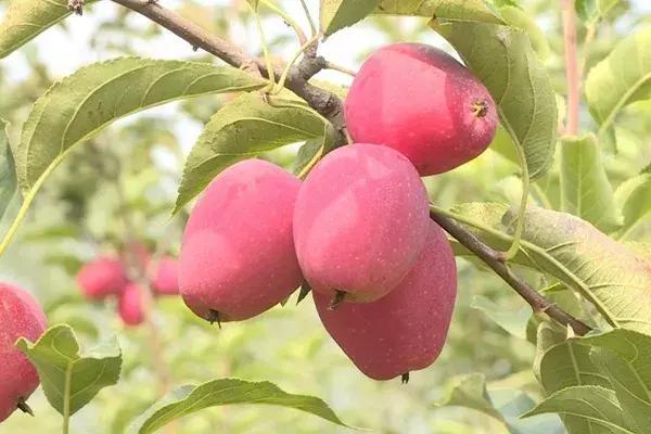 一斤苹果卖15元,种植的苹果能卖多少钱一斤