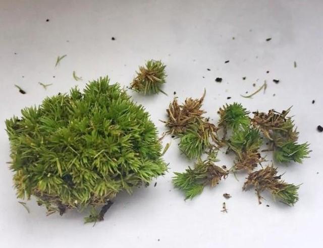 小苔藓微景观,小苔藓盆景怎么养殖