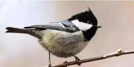 这十种鸟好养便宜干净还粘人,贝子红子黑子哪个好养