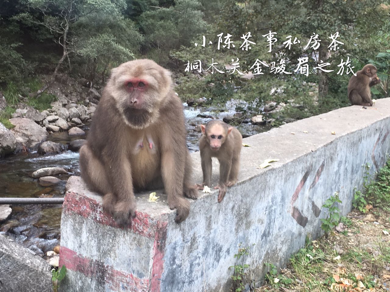 金骏眉假茶案例,揭秘顶级正山小种红茶金骏眉