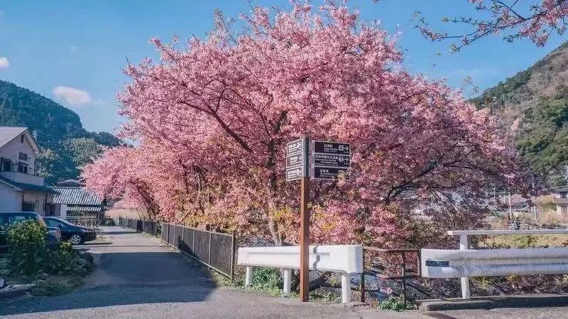 日本进口龙猫主题店,日本龙猫主题店