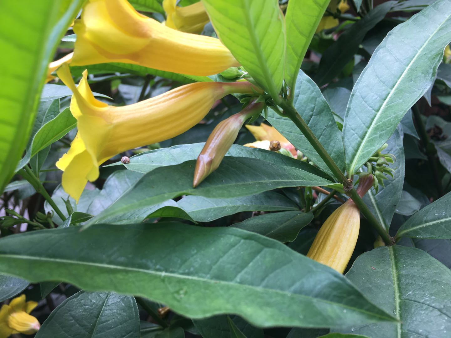 黄蝉十分清新亮丽,如何养护才能美观、花多呢?我们来看看