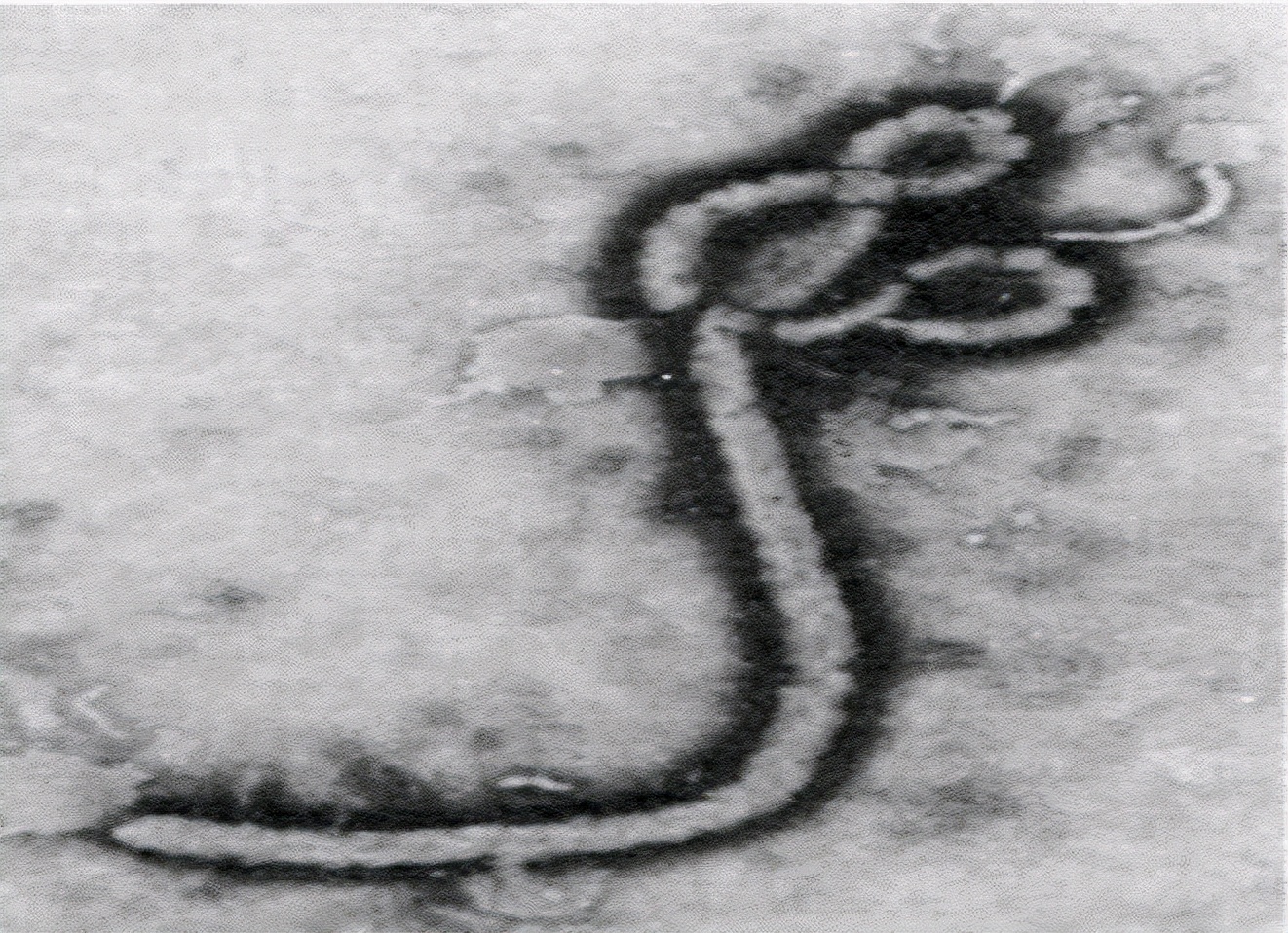 恐怖大师斯蒂芬金视频,斯蒂芬金最恐怖的电视剧