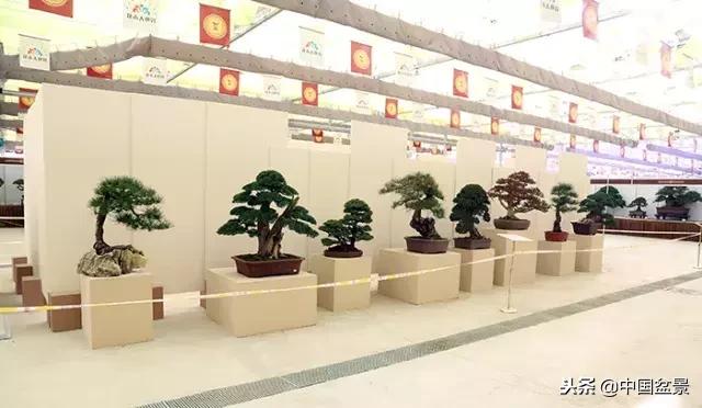 盆景不具有收藏价值,盆景不能有功利心