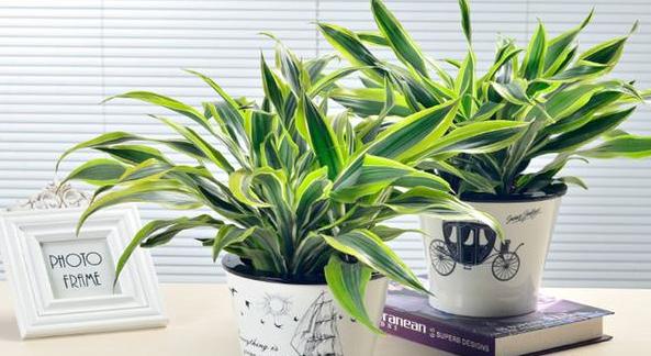 巴西木刚出四五片叶子能修剪吗,巴西木怎样修剪枝条视频教程