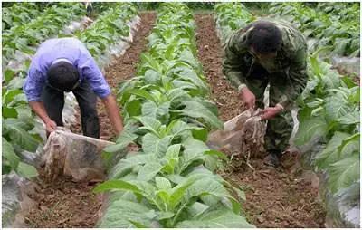 2020农业补贴政策,养殖肉牛补贴政策2020标准