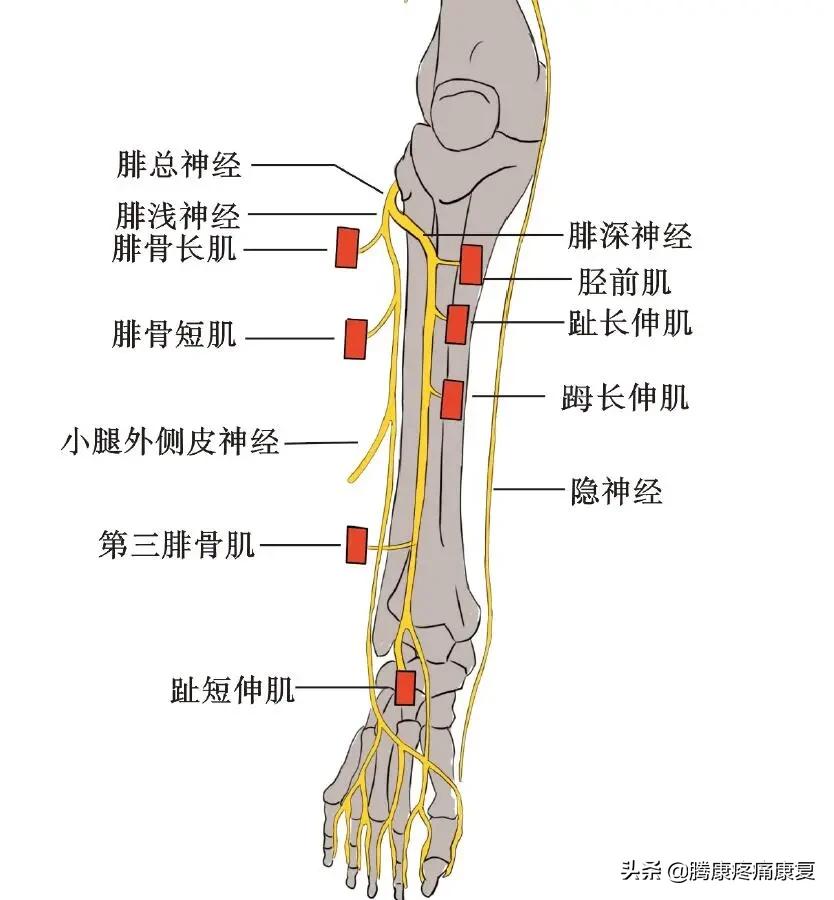 小腿膝关节疼痛是什么原因,小腿窝疼痛是什么原因造成的