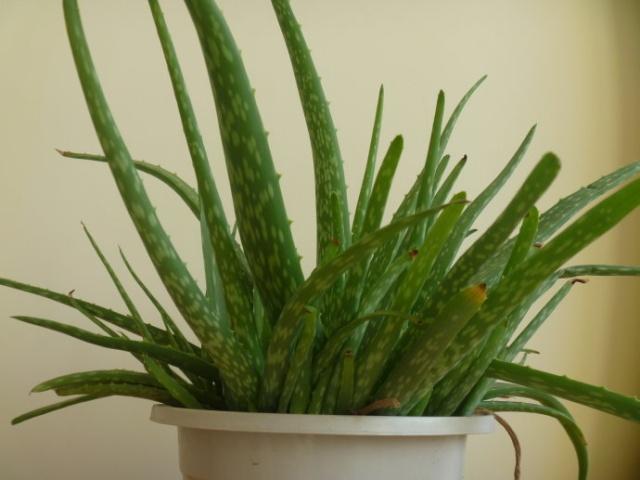 养芦荟怎么修剪好看,夏季养芦荟施什么肥最好最旺