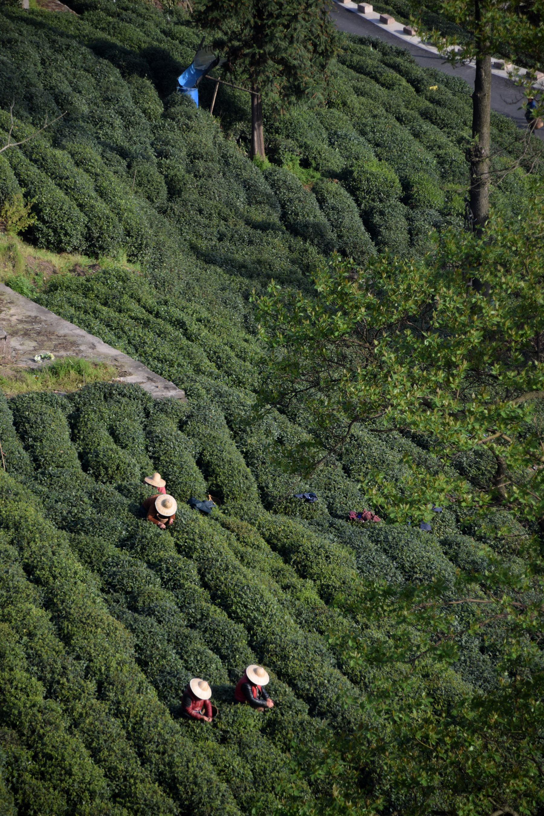 从业十年我所经历的火爆和低迷,茶行业真实揭露