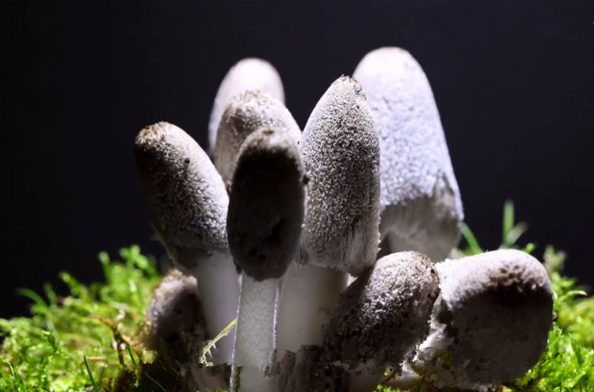 蘑菇是真菌还是植物,香气很浓的蘑菇叫什么菇