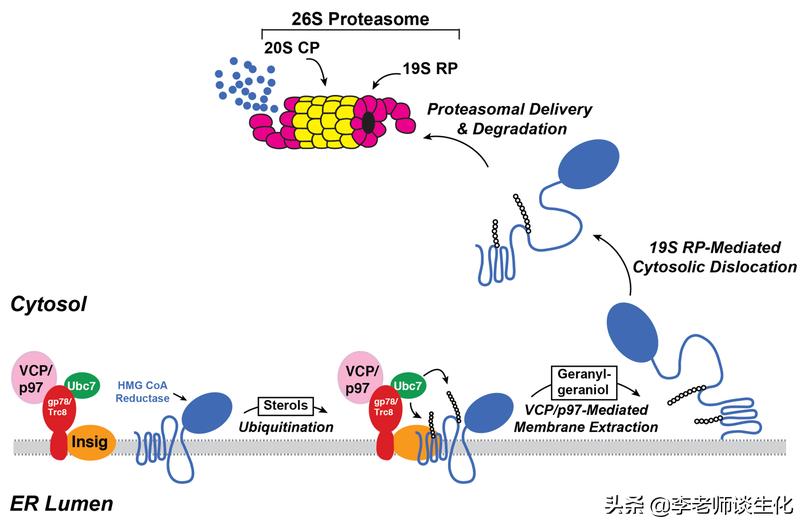 胆固醇合成酶有哪些,胆固醇合成过程进行限制作用