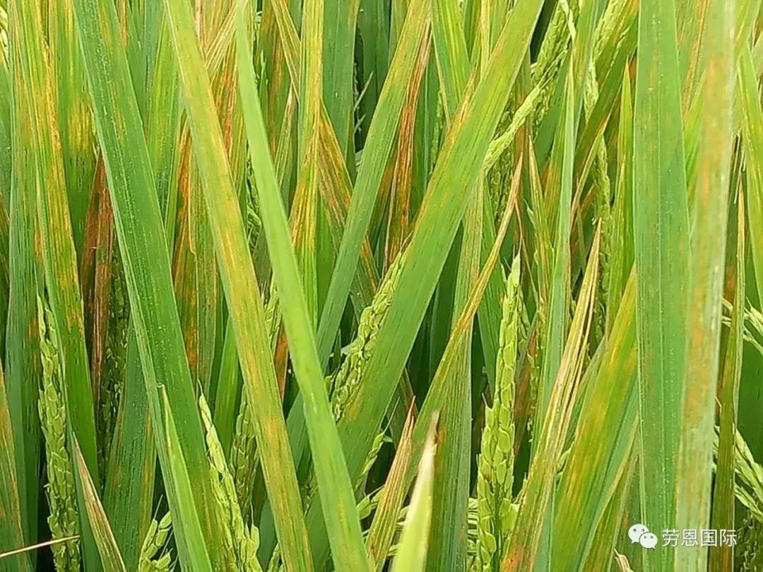 水稻红叶病两个字的特效药,水稻红叶病不用药后果