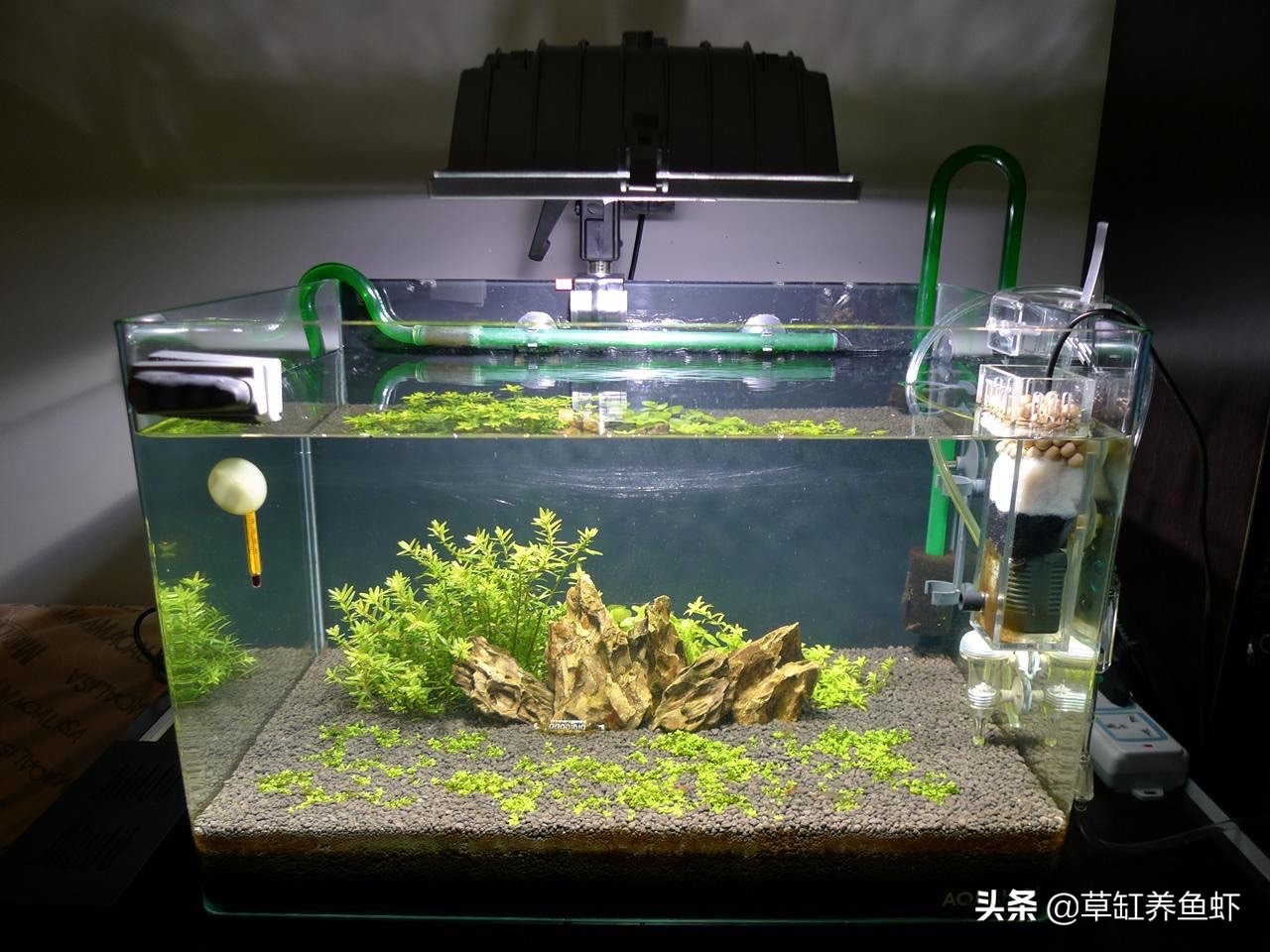 草缸新手入门需要准备什么设备,玩草缸怎么玩