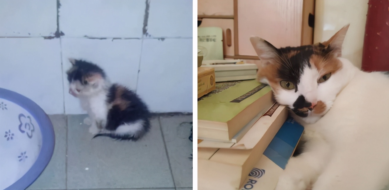 10年前捡回的猫变成的人,8年前从垃圾堆里捡的猫