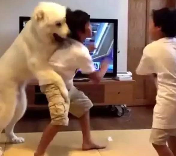 大宝和二宝吵架怎么处理,家中大宝和二宝打架该怎么处理