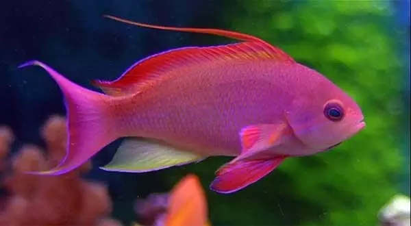 人见人爱观赏鱼,人见人爱的观赏鱼