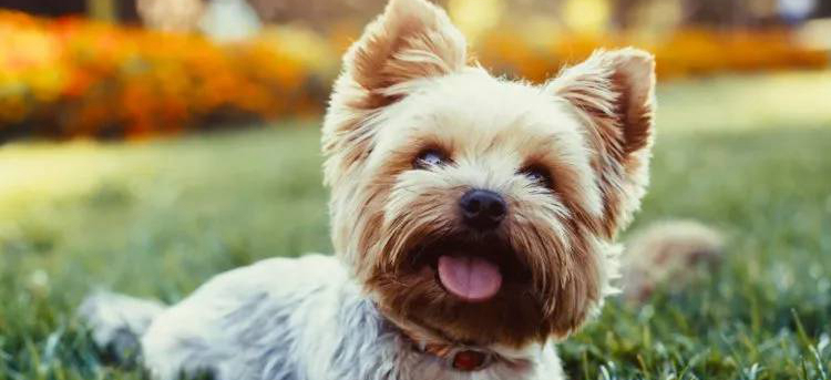 宠物狗坠楼下，主人花6万将它治愈，换你会如何选择？