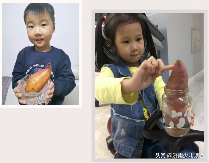 幼儿园红薯生成课活动方案,幼儿园科学教案红薯的成长过程