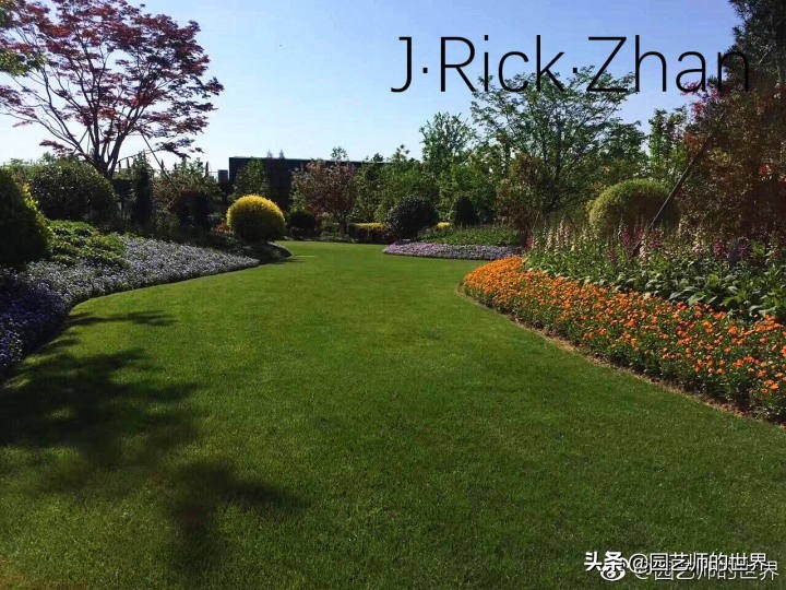 高尔夫果岭草坪家庭院子种植,麦冬草坪种植方法和注意事项