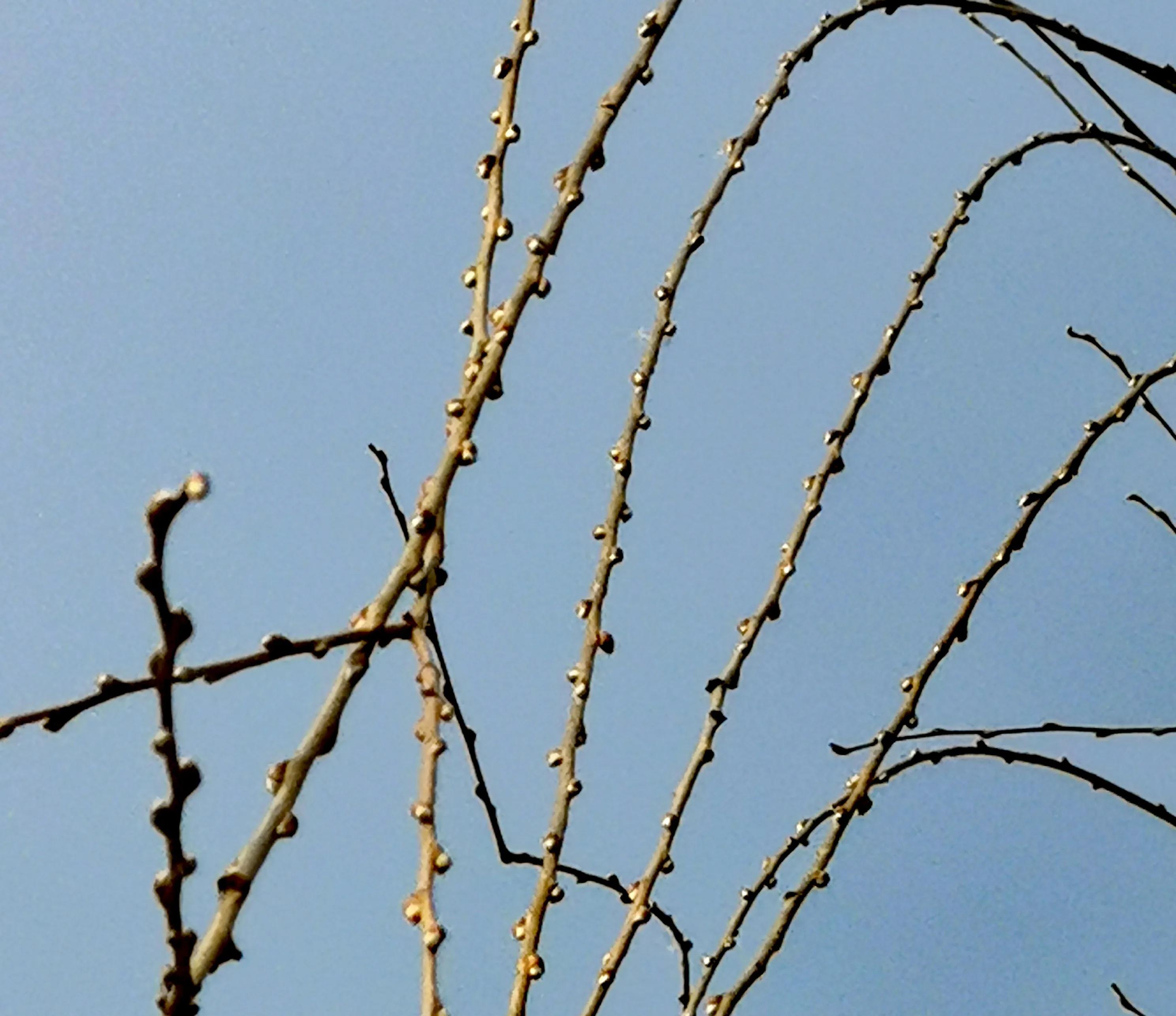 大年初一逛栎阳湖湿地公园，柳色遥看近吐绿，春归石川河！