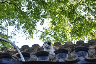 海棠公寓美式装修,海棠公寓是什么