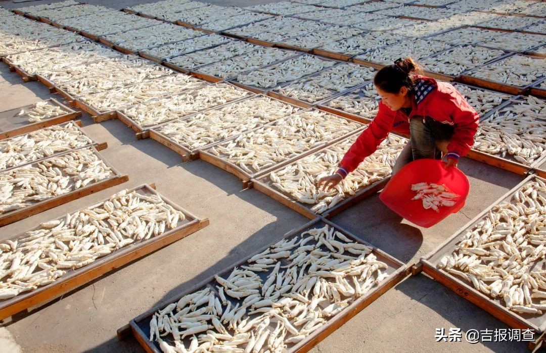 参农的感受,参农带你了解人参知识