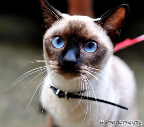 赤道养暹罗猫是不是就不会变黑了,暹罗猫冻黑了是什么原理