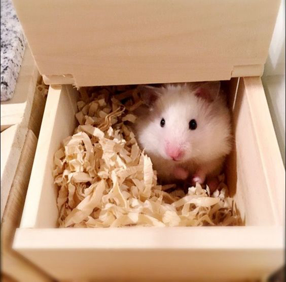 仓鼠力气特别大,仓鼠的弹跳力有多强