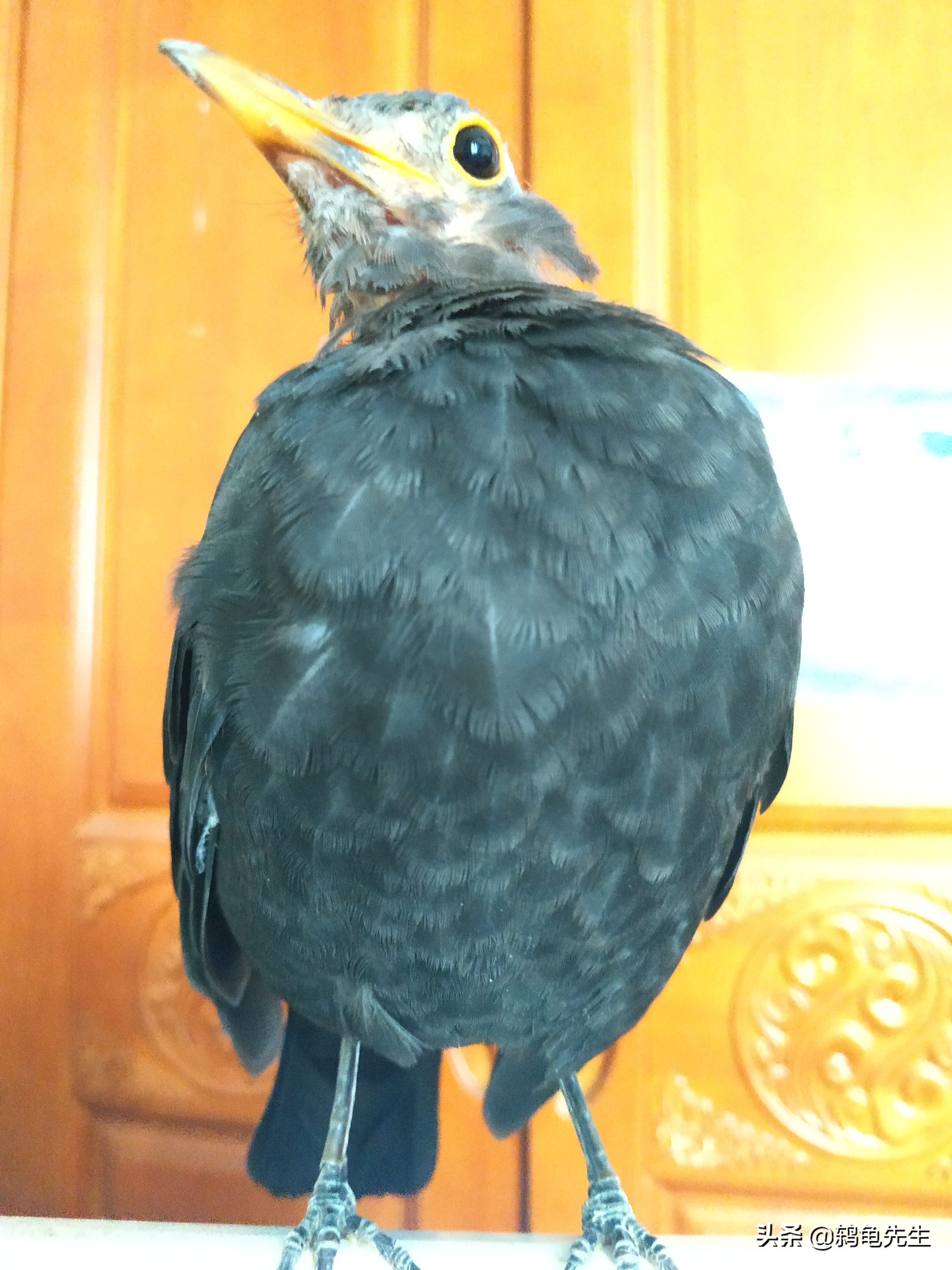 乌鸫幼鸟晚上怎么保暖,乌鸫鸟过冬需要多少度