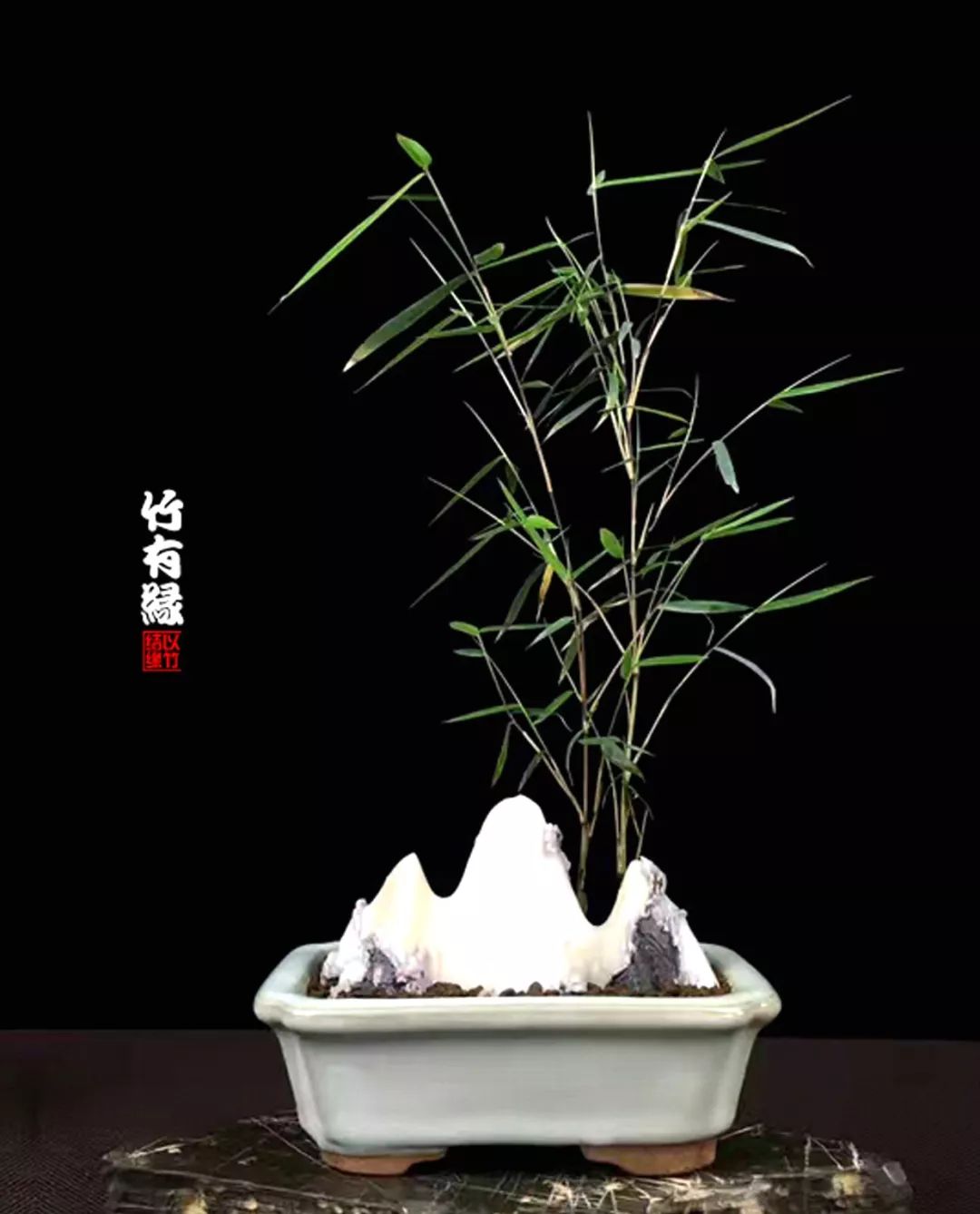 《竹子浇水宝典》竹子浇水是门大学问!