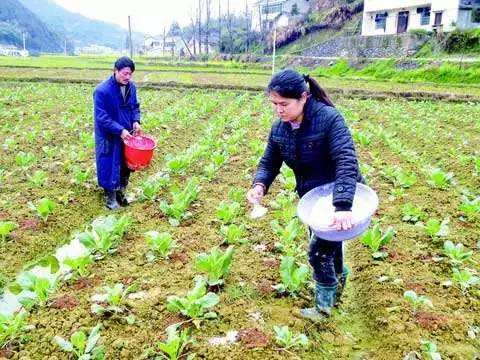 大白菜白斑病怎么消除,大白菜白斑病严重图